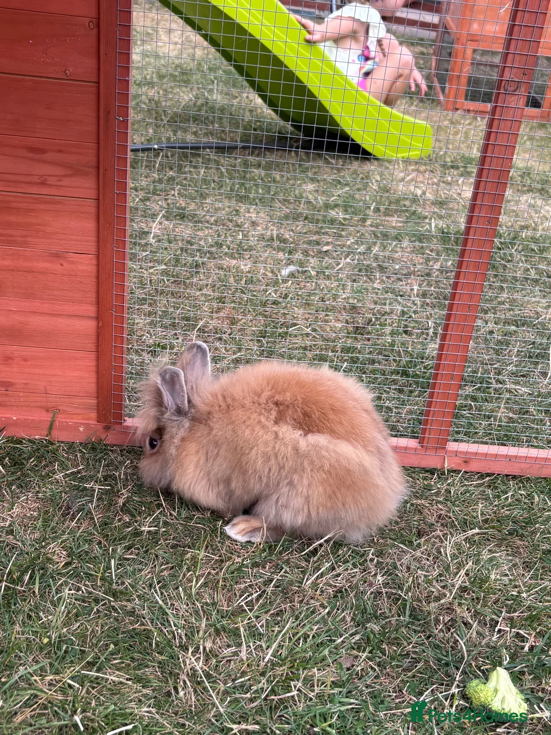 Lionhead rabbits for sale: Double mained lion head rabbit - Advert 8