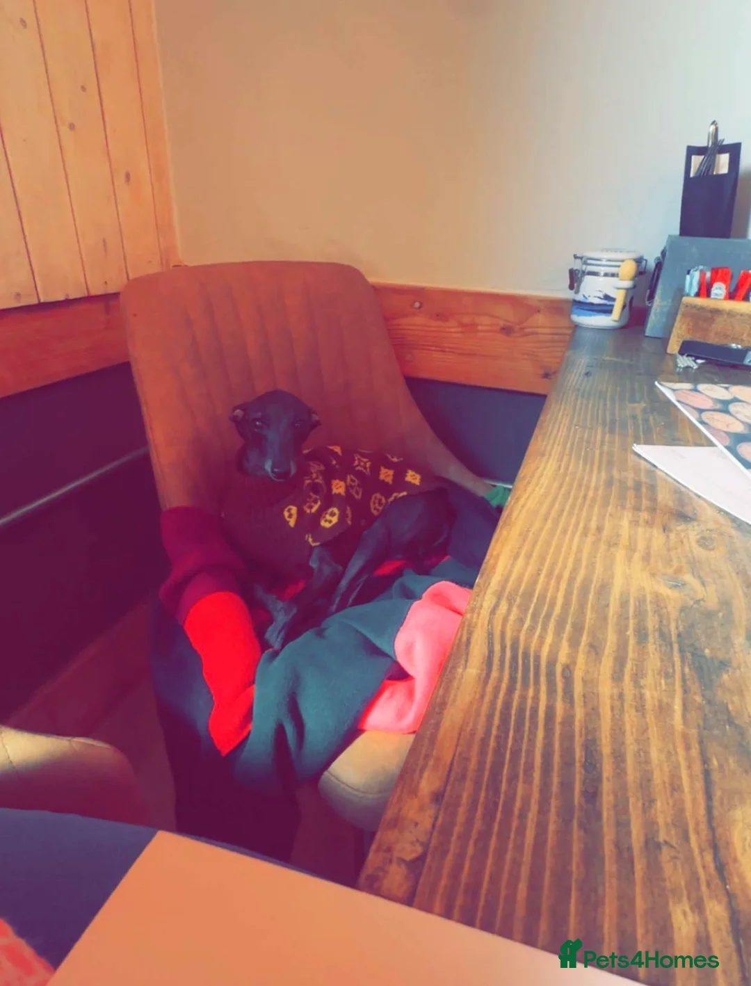 Italian Greyhound dogs for sale: Italian greyhound puppies  - Advert 7