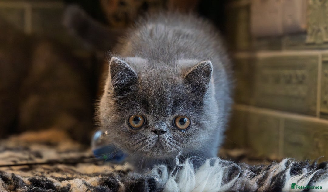 Exotic cats for sale: GCCF Registered - Advert 14