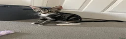 Mixed Breed cats for sale: Mixed breed (mum is a main coon) male kitten  - Advert 4