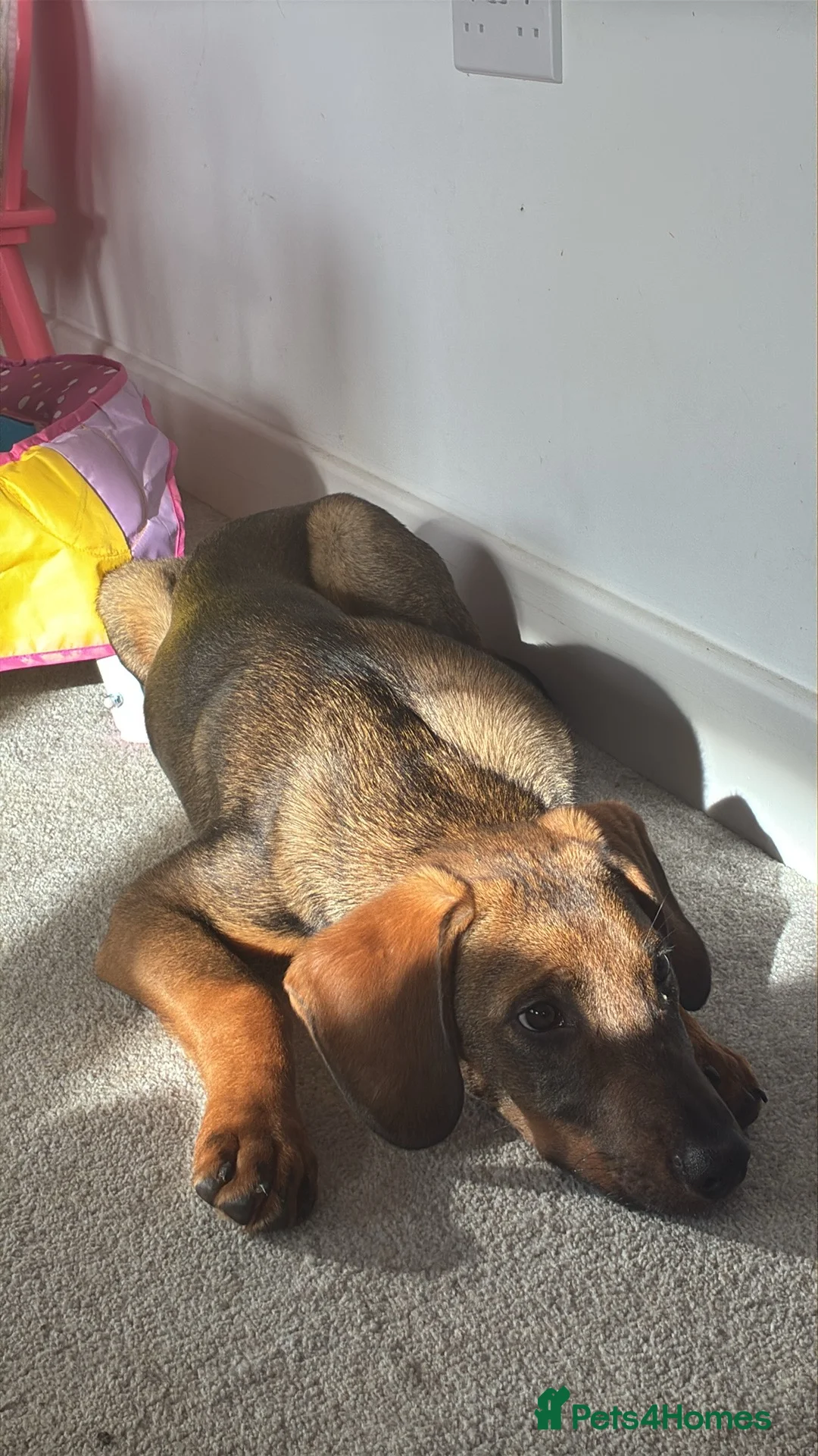 Mixed Breed dogs for sale: Puppy Kobe  - Advert 1