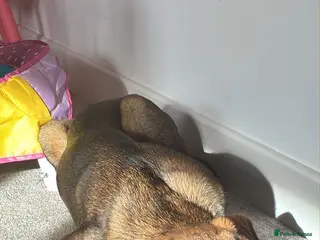 Mixed Breed dogs Puppy Kobe - Advert 2