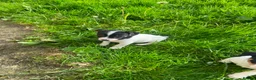 Jack Russell dogs for sale: Beautiful Jack Russell Girls Available  - Advert 18
