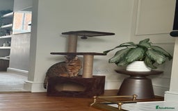 Bengal cats for sale: 5 year old bengal female looking for a new home - Image 3