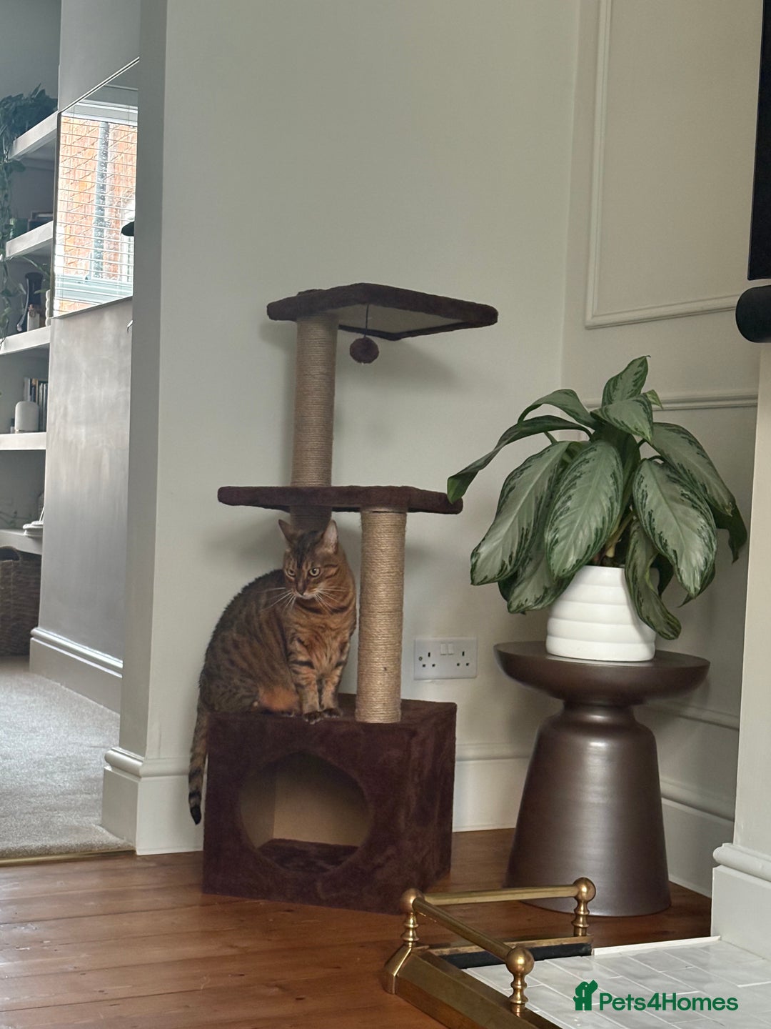 Bengal cats for sale: 5 year old bengal female looking for a new home - Image 3