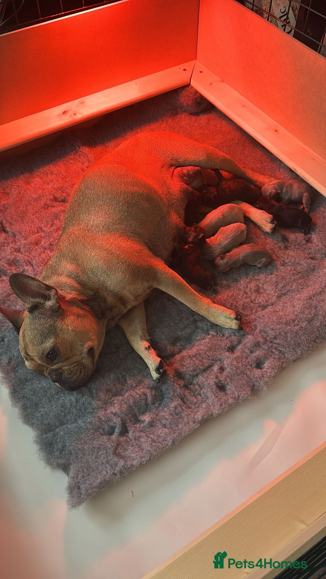 French Bulldog dogs for sale: French bulldog puppies ready for reservation  - Image 1