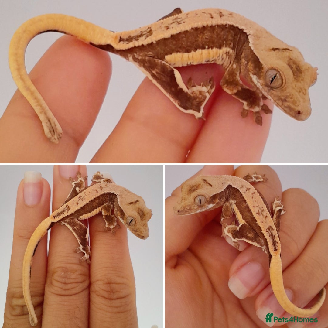 Gecko reptiles for sale: 2 baby crested geckos for sale  - Image 2