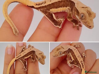 Gecko reptiles - Advert 9