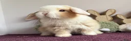 Mini Lop rabbits for sale: Mini lop boys and girls  - Advert 8