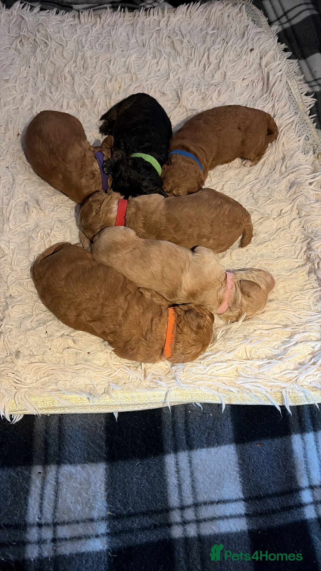 Labradoodle dogs for sale: Miniature labradoodle puppies  - Advert 6