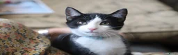 Mixed Breed cats for sale: Tuxedo and white kittens in Stafford - Advert 8
