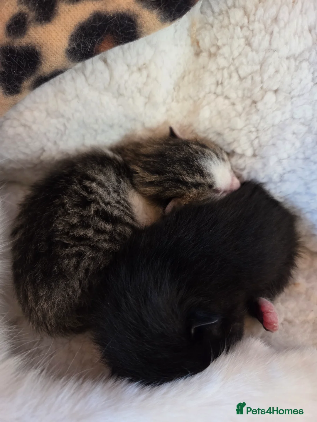 Mixed Breed cats for sale: Kittens for sale with mum  - Advert 2