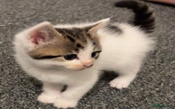 Mixed Breed cats for sale: 5 beautiful kittens 4 boys and 1 girl  - Image 3