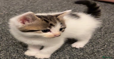 Mixed Breed cats - Advert 14