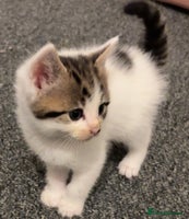 Mixed Breed cats - Advert 5