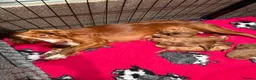 Cockapoo dogs for sale: Adorable Cockapoo Puppies in Keighley - Advert 24