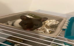 Hamster rodents for sale: Male Syrian hamster - Image 7