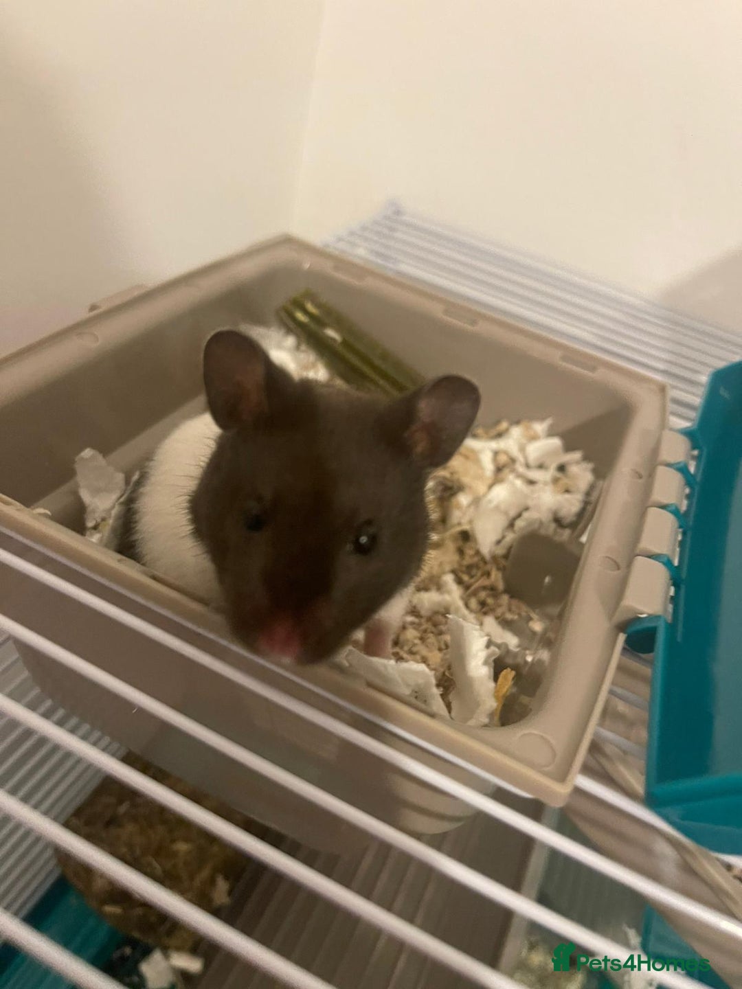 Hamster rodents for sale: Male Syrian hamster - Image 7