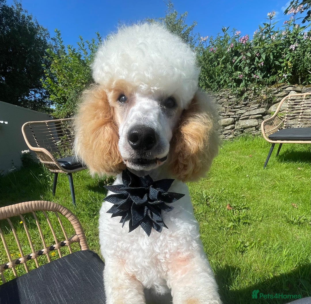 Miniature Poodle dogs for stud: Red/aipricot parti poodle. DNA clear  in Porth - Advert 2