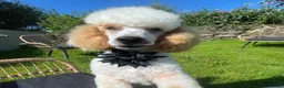 Miniature Poodle dogs for stud: Red/aipricot parti poodle. DNA clear  in Porth - Advert 2