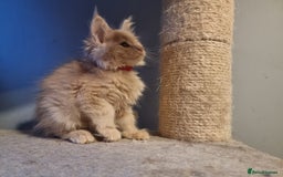 Maine Coon cats for sale: TICA REG.  Amazing kittens  - Image 23