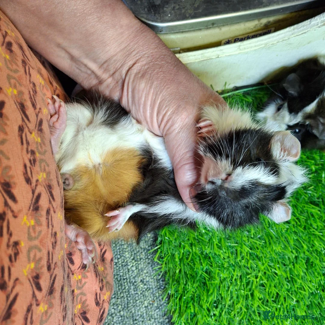 Guinea Pig rodents for sale: Pair baby brothers guinea pigs - Advert 2