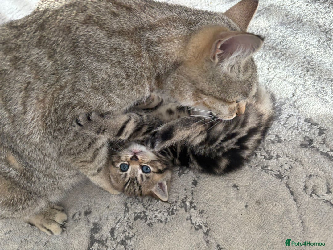 Scottish Fold cats for sale: Scottish straight kittens for sale  - Image 10