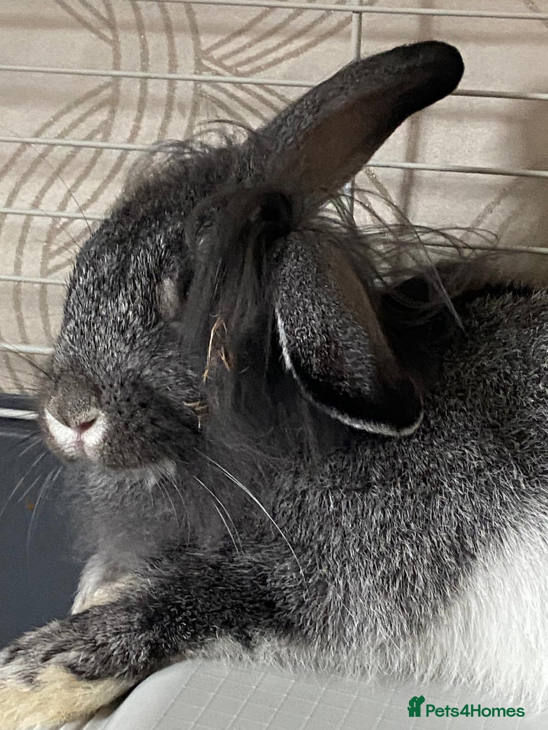 Mixed Breed rabbits for sale: Grey & white speckled lop/lionhead - Advert 3