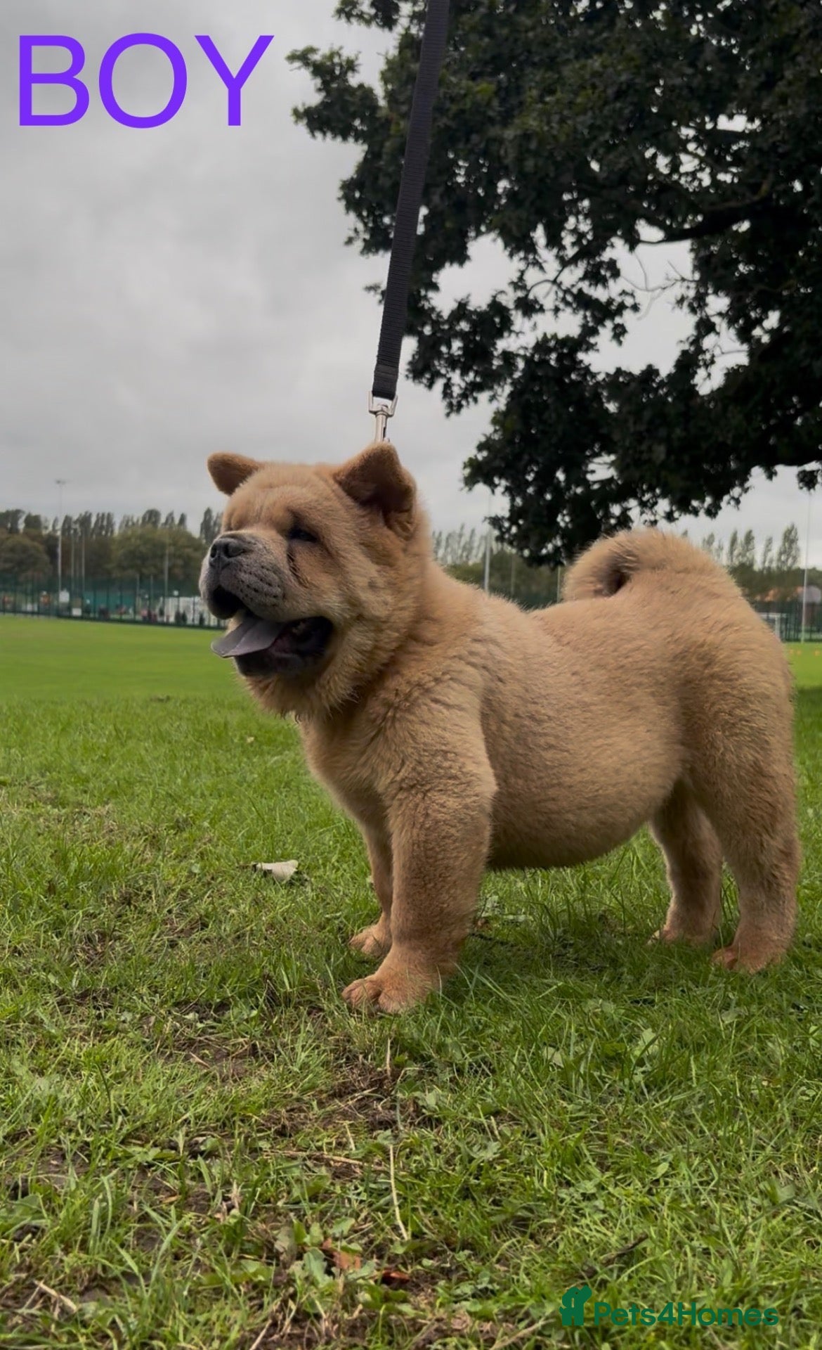 Chow Chow dogs Stunning kc reg Smooth Chow chow puppies 🐻  - Advert 5