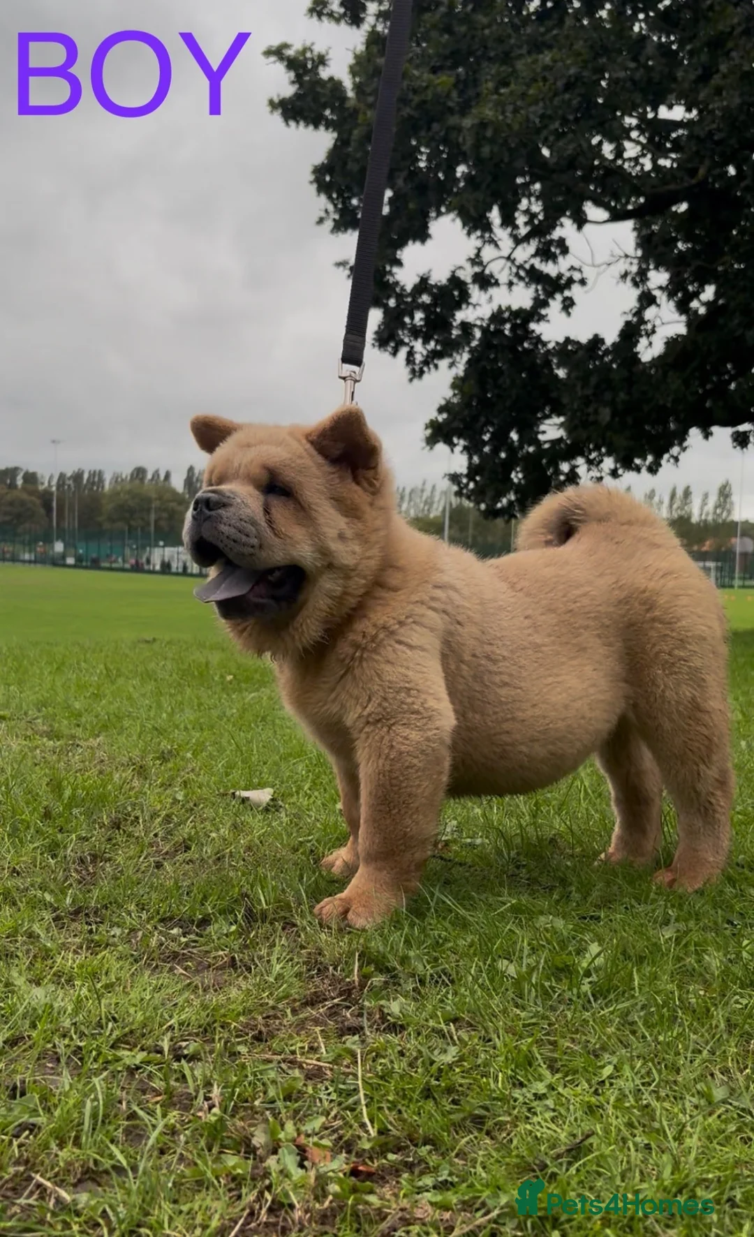 Chow Chow dogs for sale: Stunning kc reg chow last Smooth boy available 🐻 - Advert 1