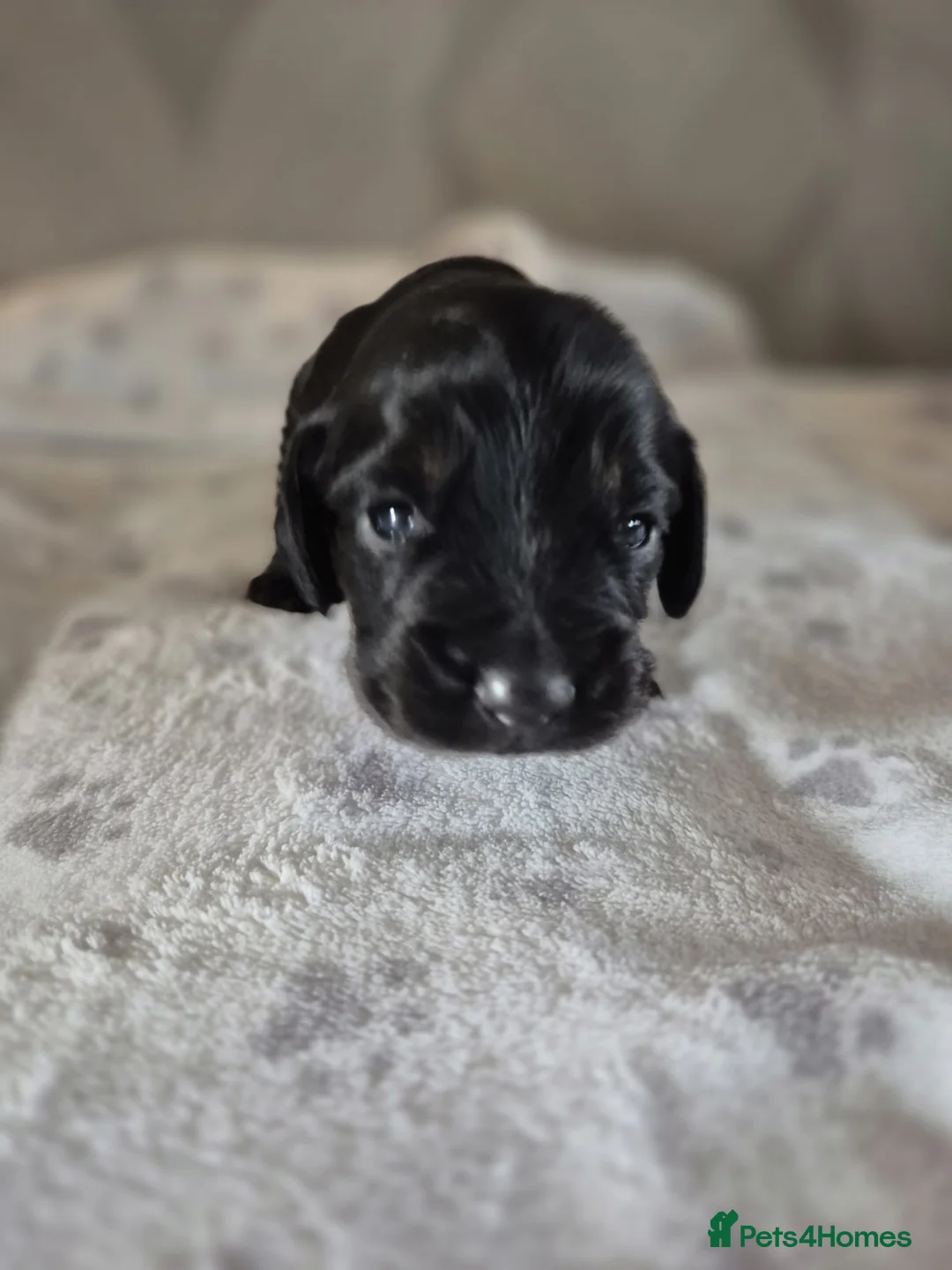 Sprocker dogs for sale: Exceptional home reared sprocker spaniel puppies.  - Advert 17