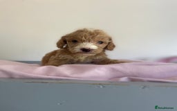 Cockapoo dogs for sale: Cockapoo puppies  - Image 24
