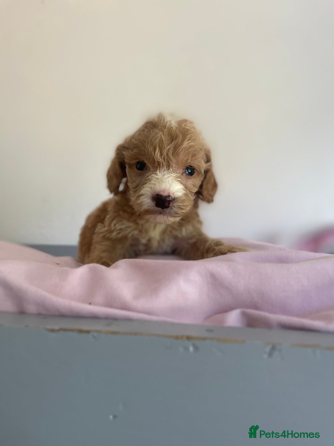Cockapoo dogs for sale: Cockapoo puppies  - Image 24