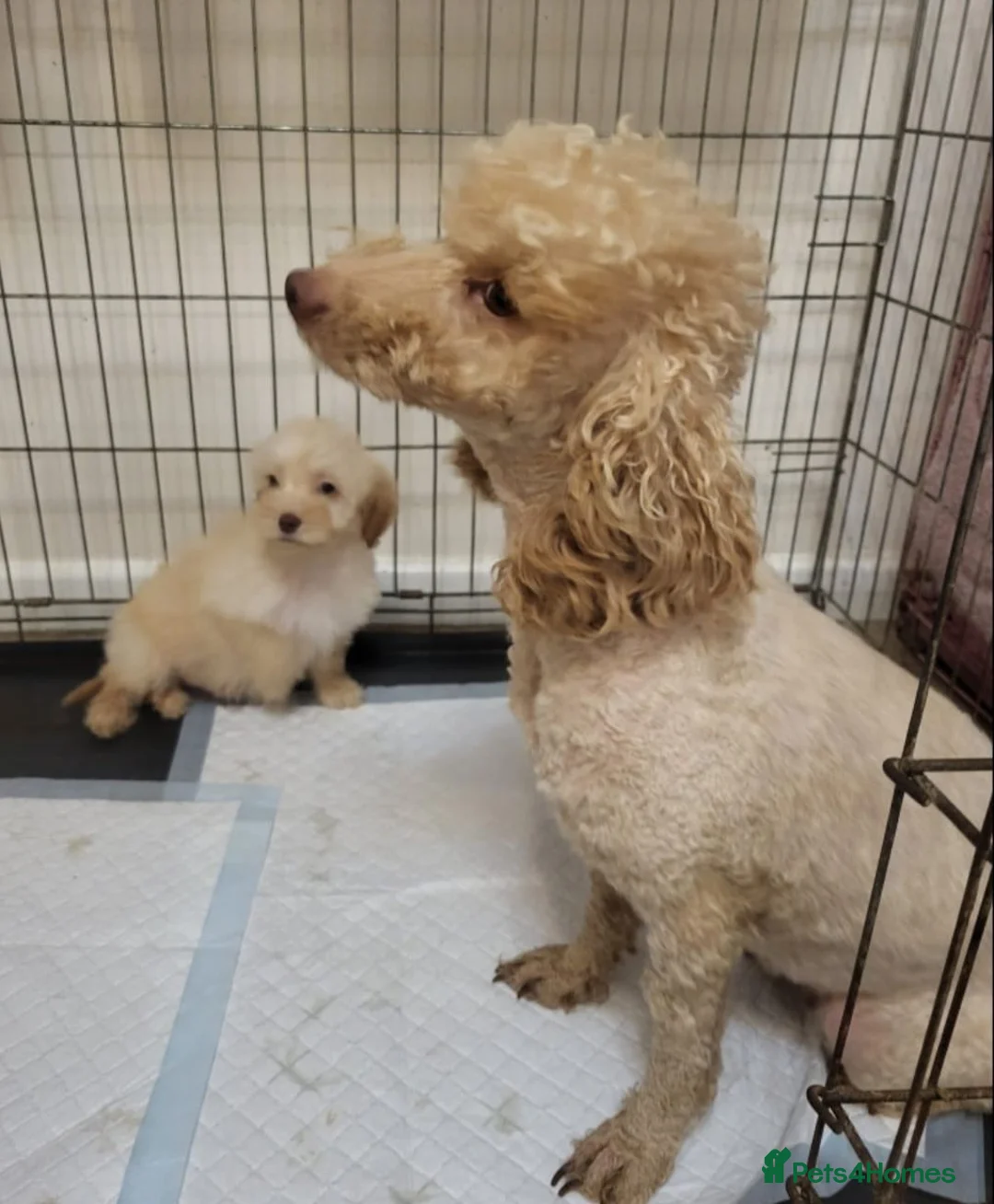 Cavapoo dogs for sale: 4 beautiful fb1 cavapoo puppies for sale!!  - Advert 25