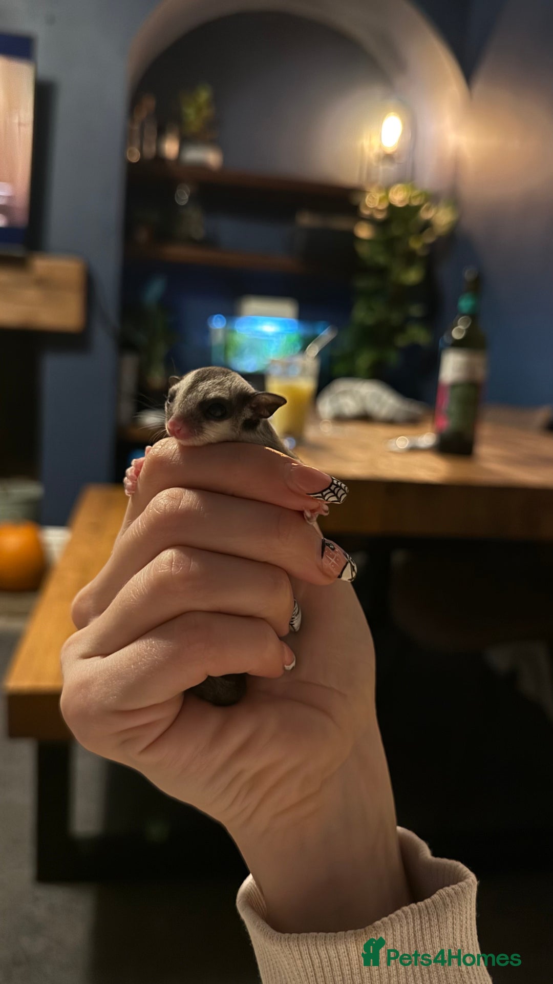 Sugar Glider rodents for sale: 4x sugar gliders - Advert 8