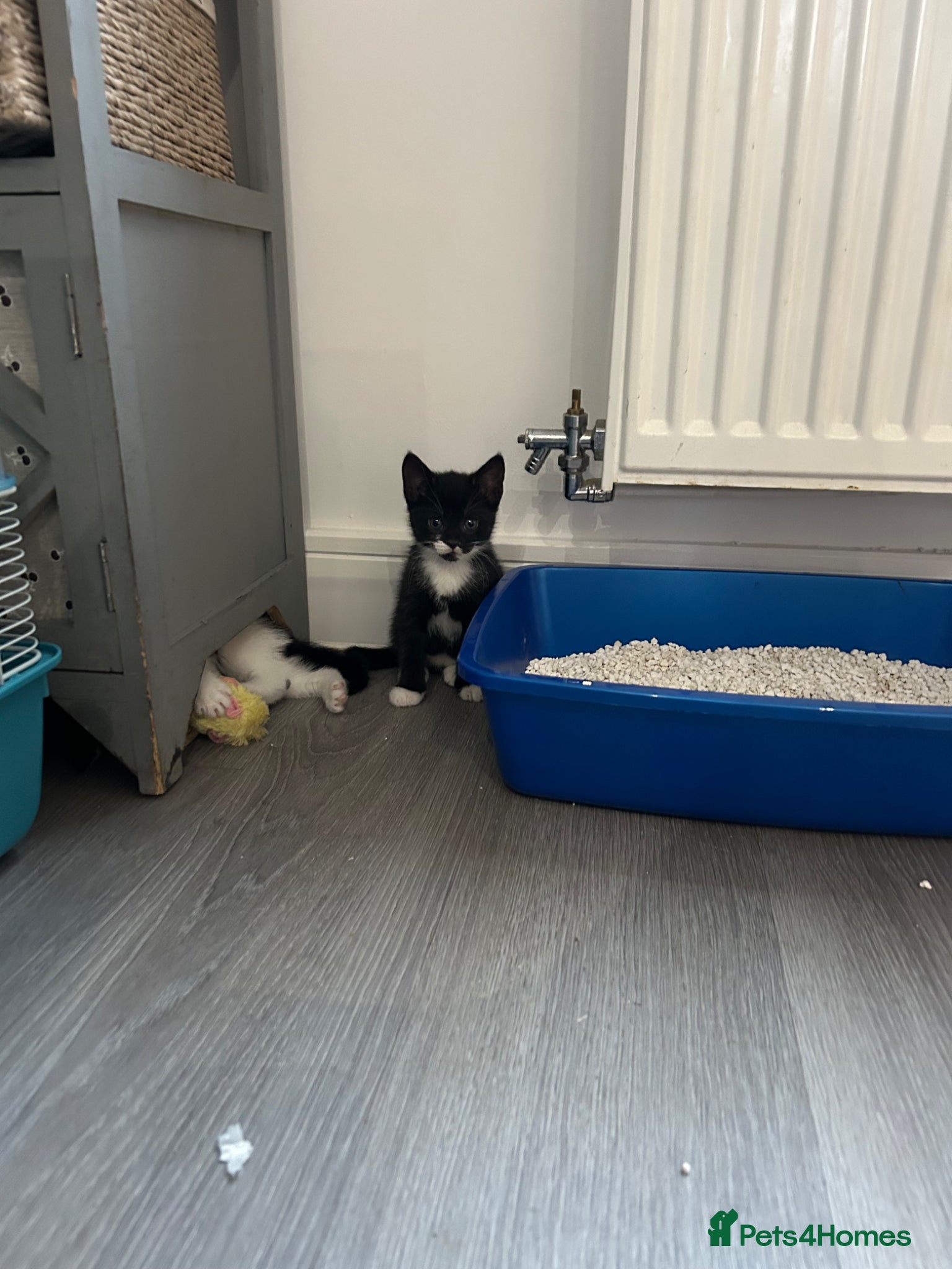 Mixed Breed cats 2 female kittens - Advert 1