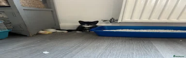 Mixed Breed Kitten 1