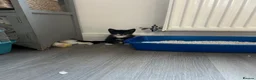 Mixed Breed cats for sale: 2 female kittens in Spalding - Advert 1