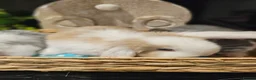 French Lop rabbits for sale: Giant French Lop Babies - Advert 9