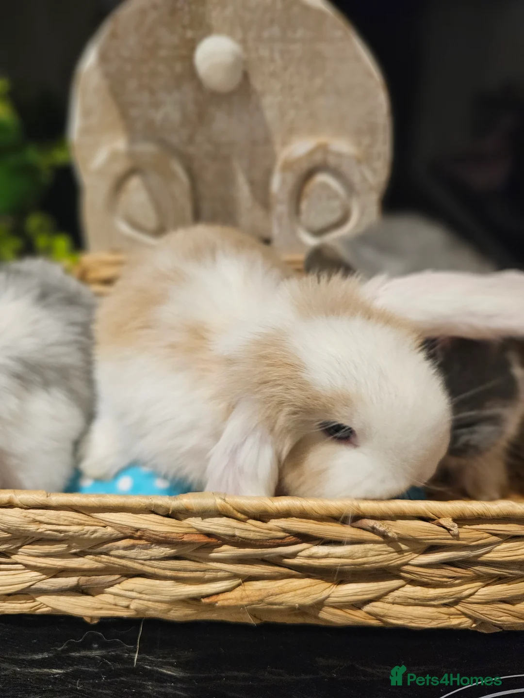 French Lop rabbits for sale: Giant French Lop Babies - Advert 9
