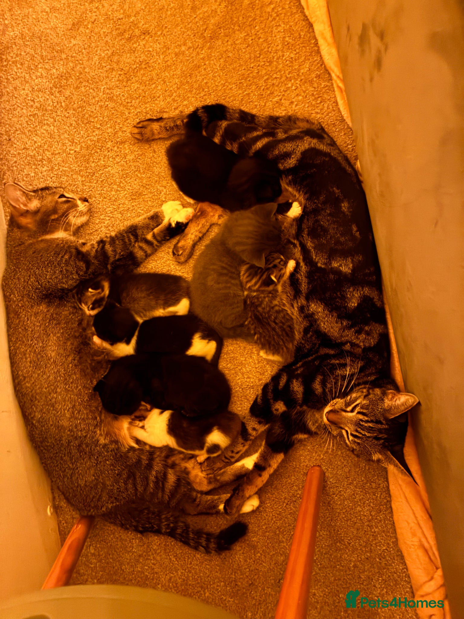 Mixed Breed cats Lovely playful kittens  - Advert 7