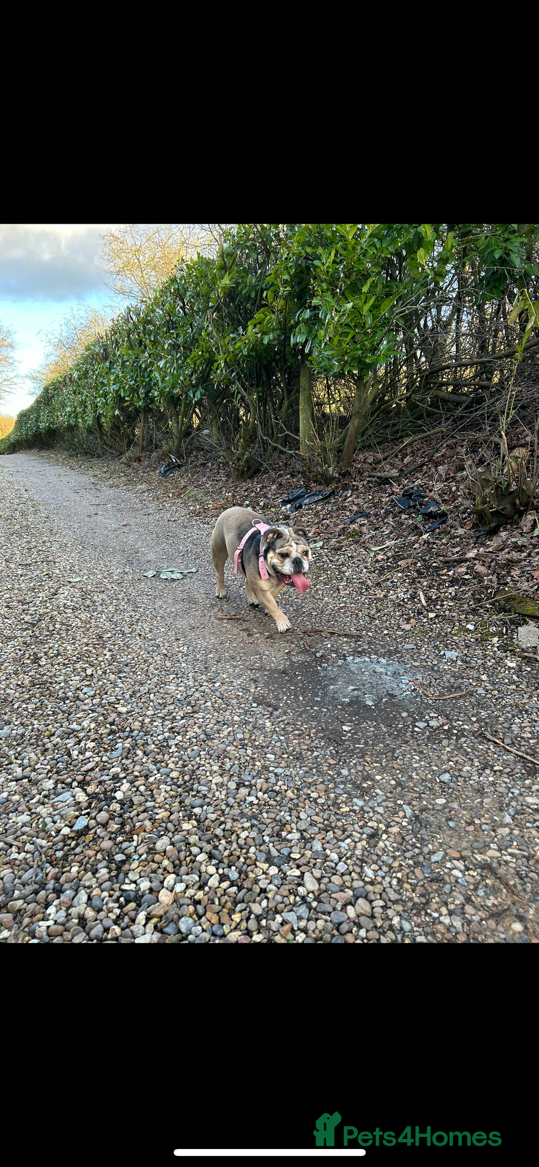 English Bulldog dogs for sale: English Bulldog KC registered Female for rehome - Image 6
