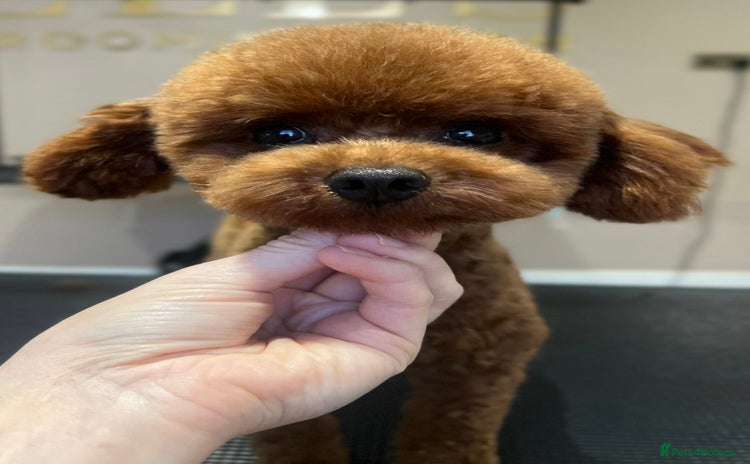 Toy Poodle dogs in Romford - Advert 10