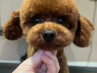 Toy Poodle dogs ** Deep Mahogany Red Asian poodle Stud in Romford - Advert 9