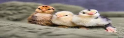 Chickens poultry for sale: Barbu D'uccle Chicks - Advert 4