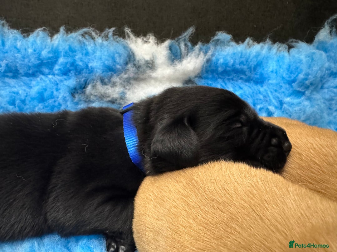 Labrador Retriever dogs for sale: Kennel Club Registered Labrador puppies  - Image 8