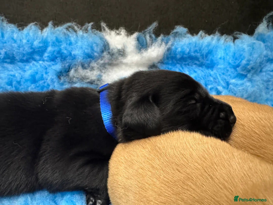 Labrador Retriever dogs for sale: Kennel Club Registered Labrador puppies  - Advert 15