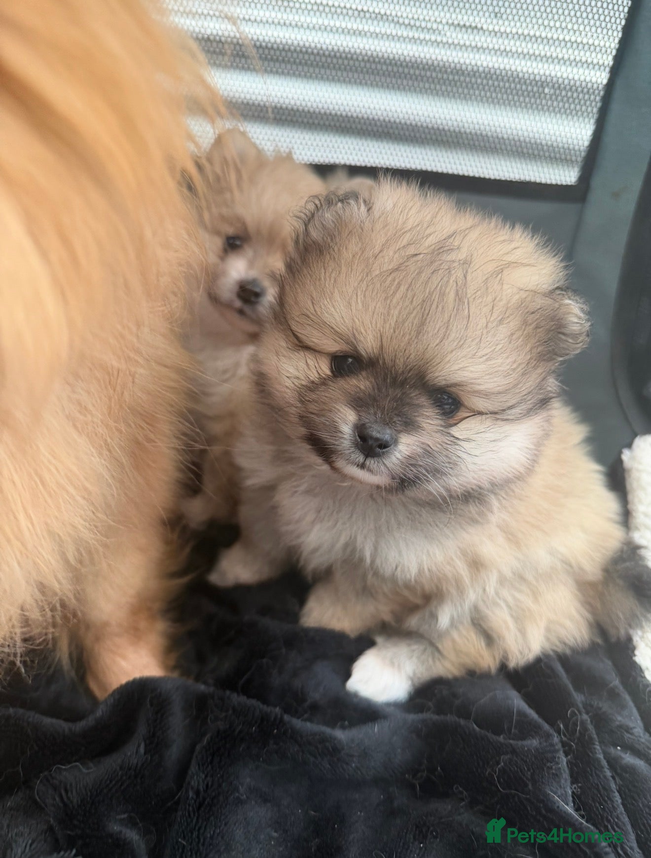 Pomeranian dogs Pomaranian - Advert 1