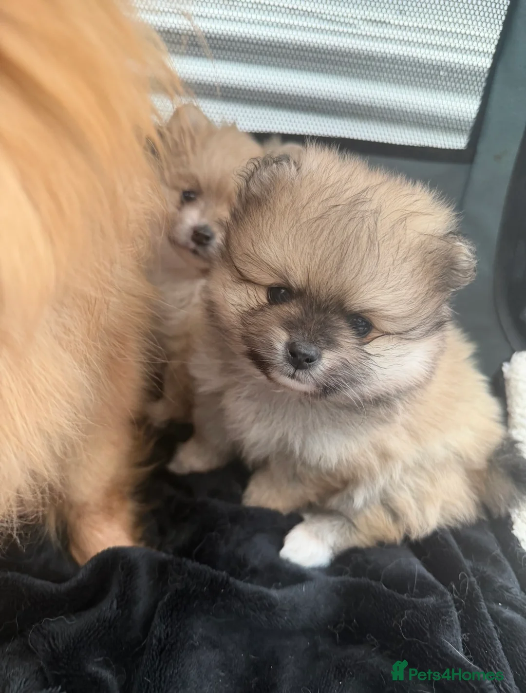 Pomeranian dogs for sale: Pomaranian - Advert 1