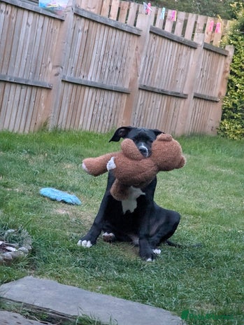 Presa Canario dogs - Advert 1